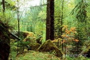 гринпис: сохранение лесов
